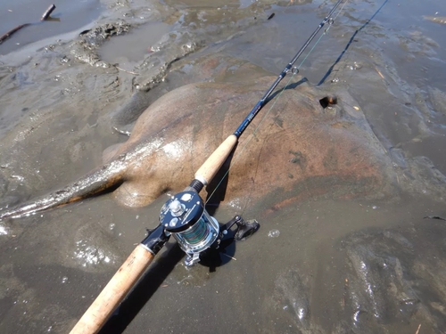 アカエイの釣果