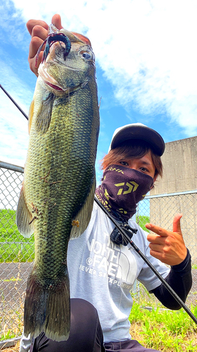 ブラックバスの釣果