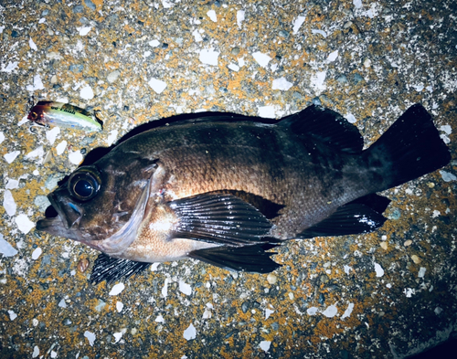 メバルの釣果