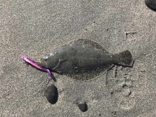 ヒラメの釣果