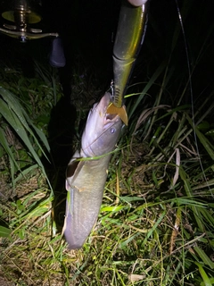 ナマズの釣果