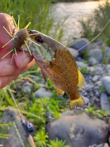 スモールマウスバスの釣果