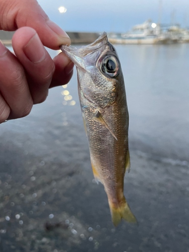 ショゴの釣果