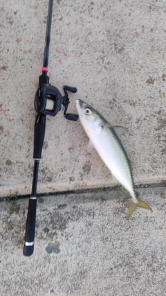 サバの釣果