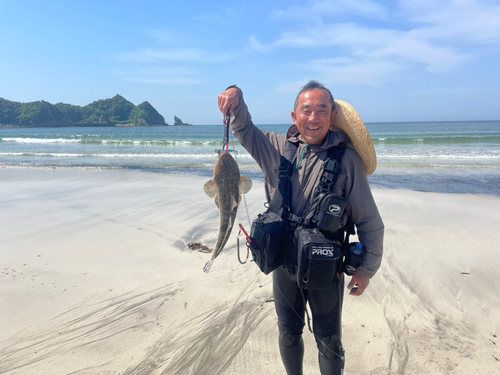 マゴチの釣果