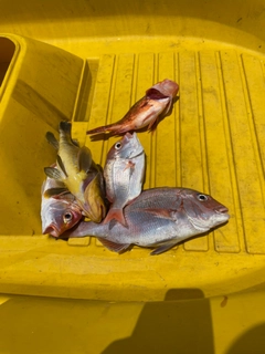 マダイの釣果