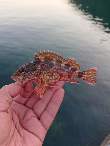 カサゴの釣果