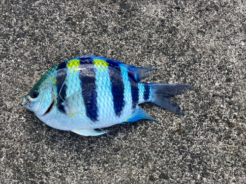 オヤビッチャの釣果