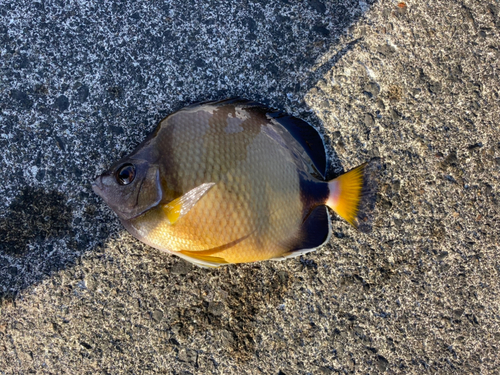 チョウチョウウオの釣果