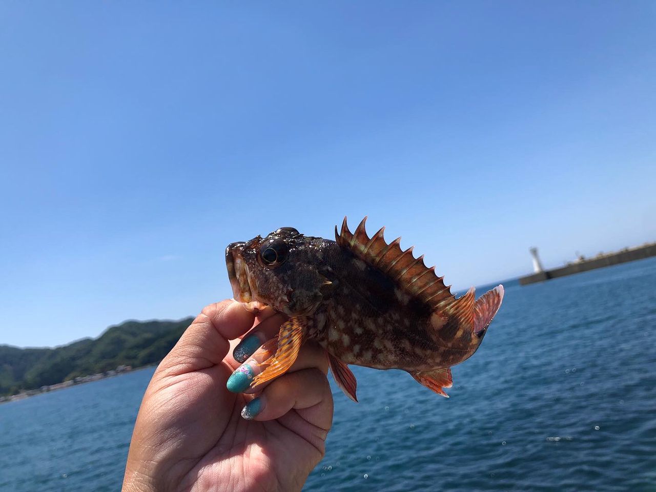 カサゴ