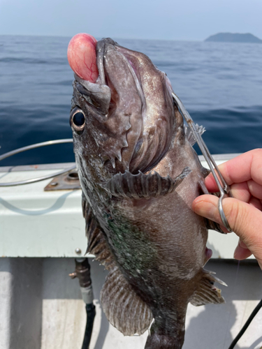 クロソイの釣果