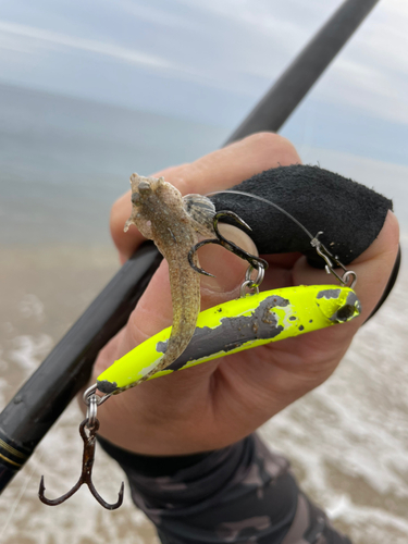 メゴチの釣果