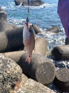 ネンブツダイの釣果