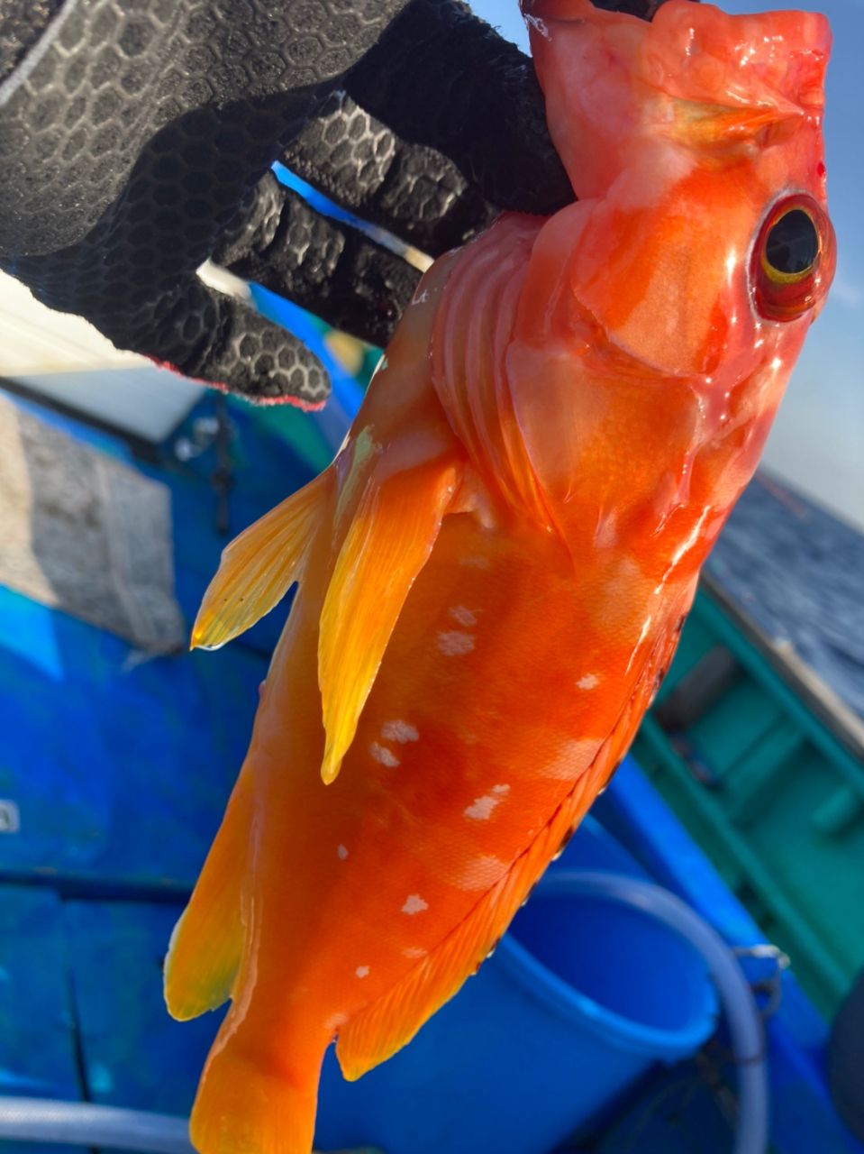 かまちゃん🎣シドニー🇦🇺さんの釣果 2枚目の画像