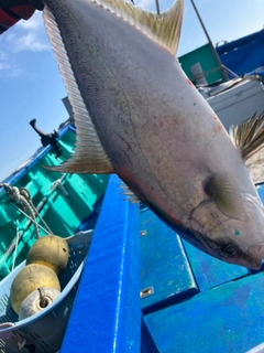 カンパチの釣果