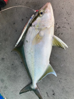 カンパチの釣果