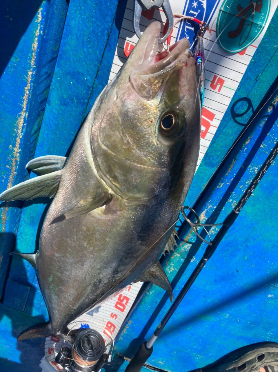 かまちゃん🎣シドニー🇦🇺さんの釣果 2枚目の画像