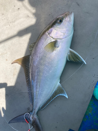 カンパチの釣果