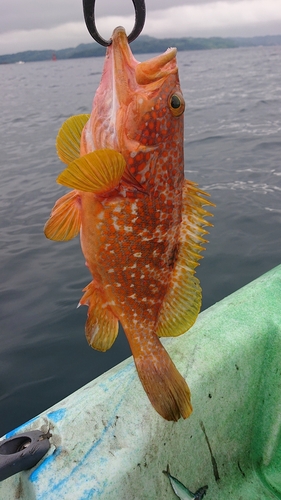 キジハタの釣果