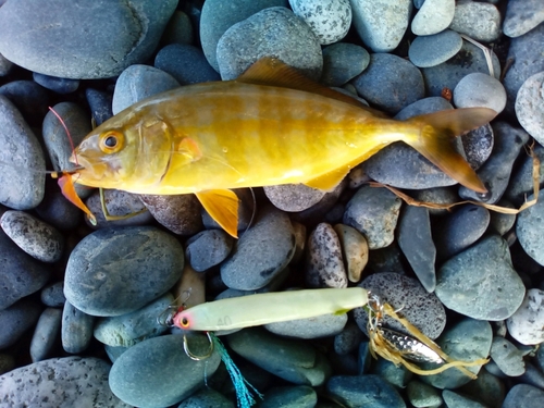 ショゴの釣果