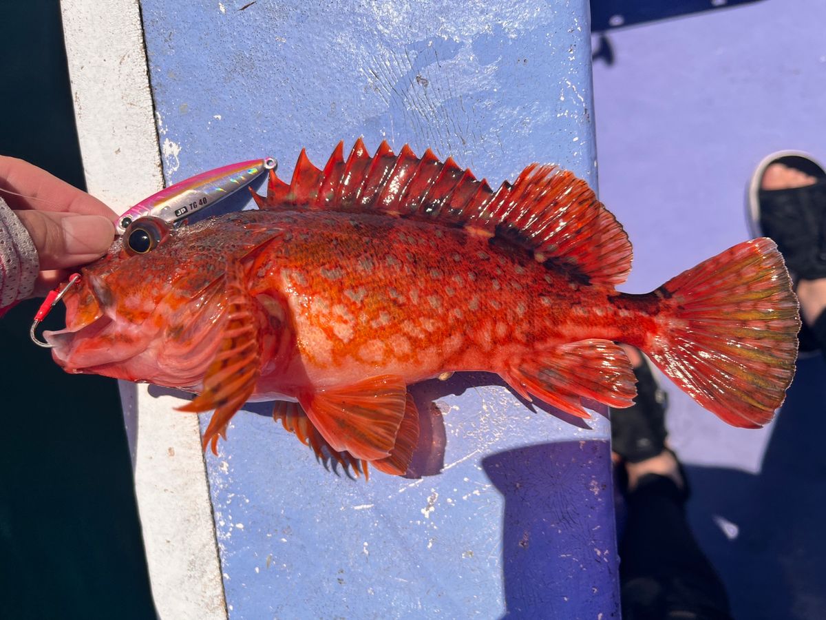 あいかわりさ🎣🎦〔りさの釣りさんぽ〕さんの釣果 3枚目の画像