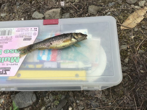 アブラハヤの釣果