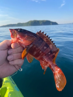 アカハタの釣果