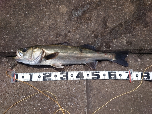 シーバスの釣果