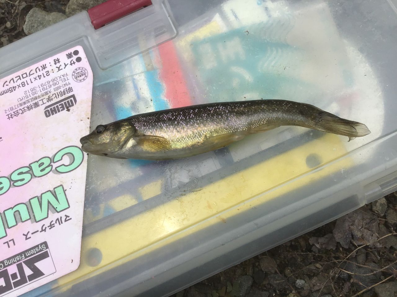 アブラハヤ