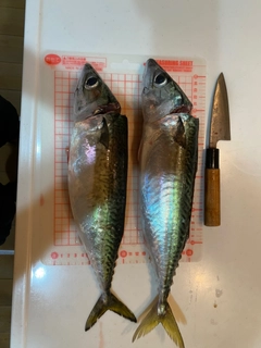 サバの釣果