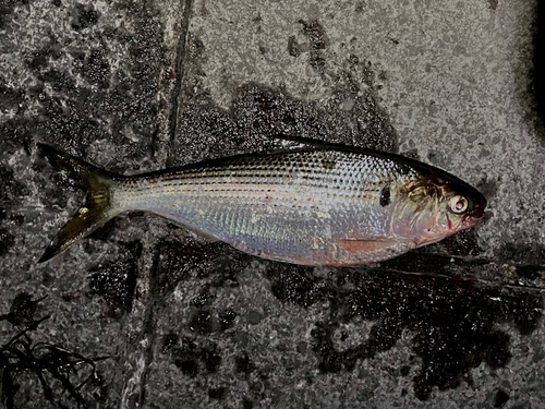 コノシロの釣果