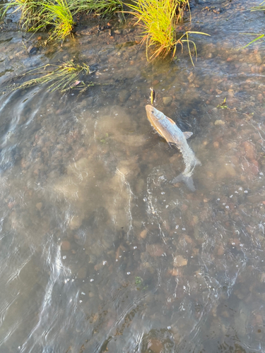 ニゴイの釣果