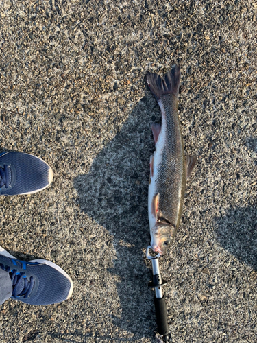 ウグイの釣果