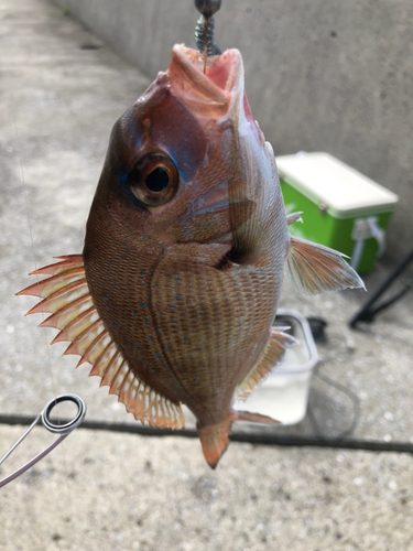 タイの釣果