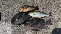 クチブトグレの釣果