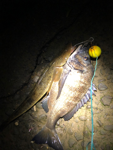 チヌの釣果