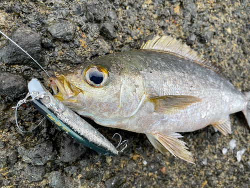 イサキの釣果