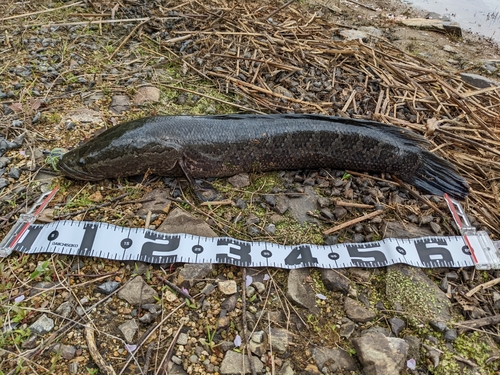 ライギョの釣果