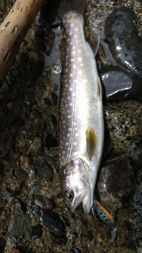 イワナの釣果