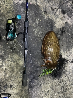 コウイカの釣果