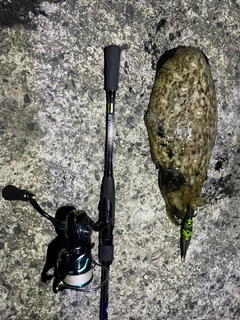 コウイカの釣果