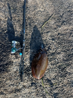 コウイカの釣果