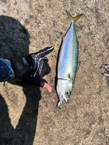 サバの釣果