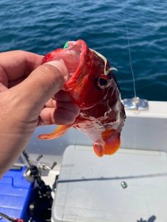 アカハタの釣果