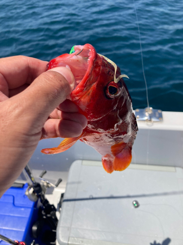 アカハタの釣果