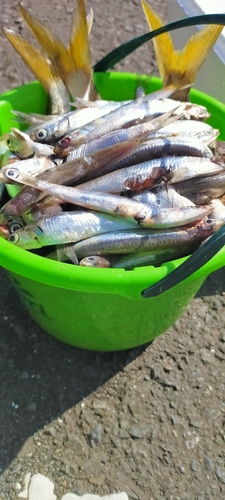 イワシの釣果