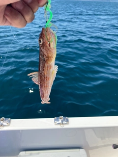 ホシノエソの釣果