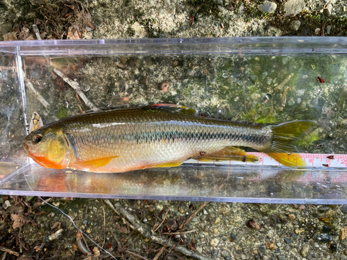 カワムツの釣果