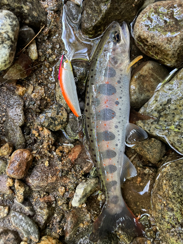 アマゴの釣果