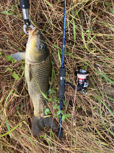 コイの釣果